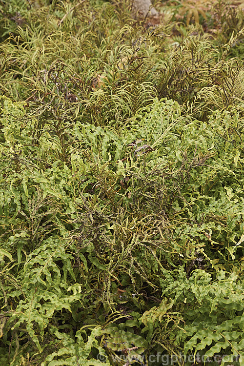 Mountain Kiokio or Mountain Blechnum (<i>Blechnum montanum</i>), an evergreen terrestrial fern native to New Zealand Both its fertile and sterile fronds are often somewhat twisted and form a dense clump of foliage