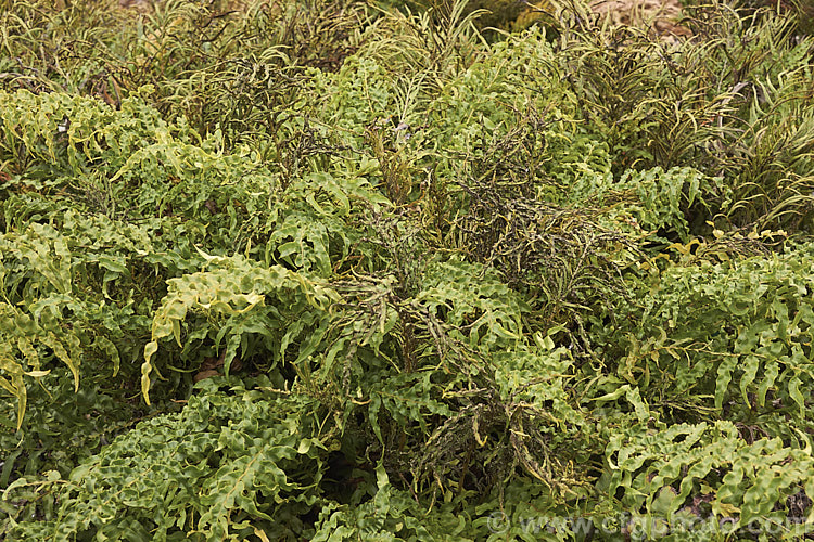 Mountain Kiokio or Mountain Blechnum (<i>Blechnum montanum</i>), an evergreen terrestrial fern native to New Zealand Both its fertile and sterile fronds are often somewhat twisted and form a dense clump of foliage