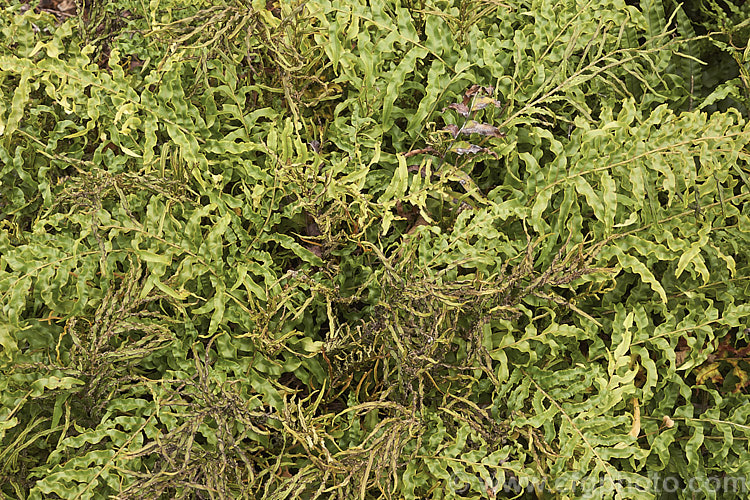 Mountain Kiokio or Mountain Blechnum (<i>Blechnum montanum</i>), an evergreen terrestrial fern native to New Zealand Both its fertile and sterile fronds are often somewhat twisted and form a dense clump of foliage