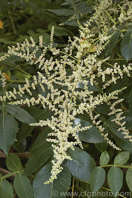 Rhus chinensis photo at Pictures of Plants stock image library