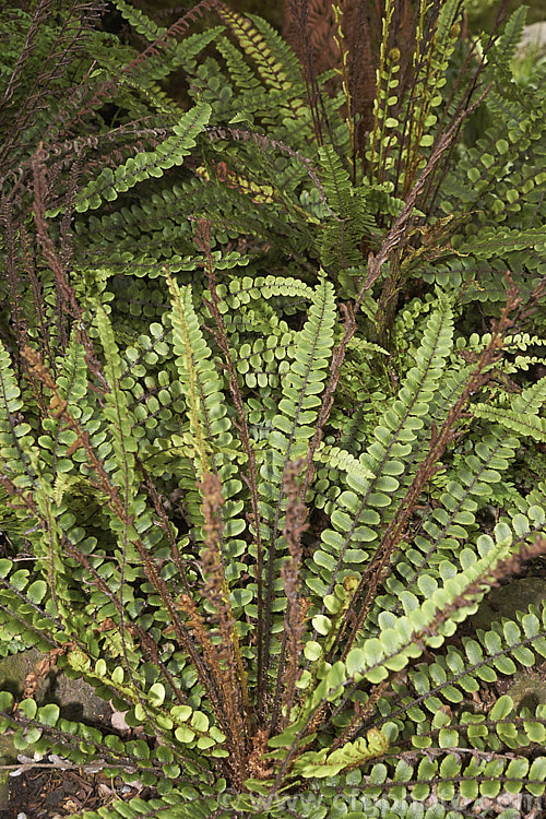 Kiwakiwa (<i>Blechnum fluviatile</i>), a spreading, rhizomatous fern with narrow fronds and distinctive wiry, dark brown fertile fronds. It may develop a short trunk with great age. Native to New Zealand and southeastern Australia, including Tasmania