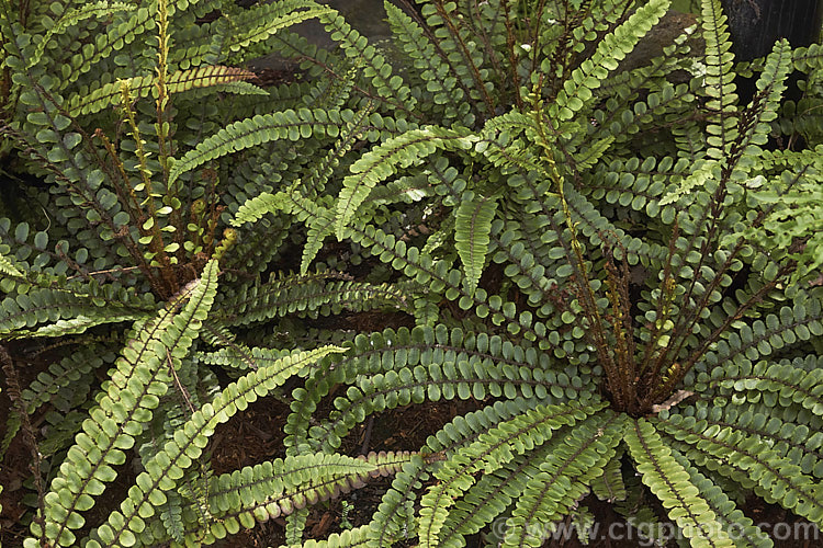 Kiwakiwa (<i>Blechnum fluviatile</i>), a spreading, rhizomatous fern with narrow fronds and distinctive wiry, dark brown fertile fronds. It may develop a short trunk with great age. Native to New Zealand and southeastern Australia, including Tasmania