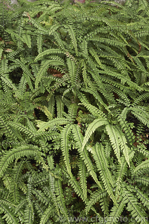 Rosy Maidenhair, Rough Maidenhair or Five-finger Jack (<i>Adiantum hispidulum</i>), a low-growing with fine, fan-shaped fronds on wiry black stems. The young growth is pinkish-bronze tinted. This fern occurs across much of the warm temperate to subtropical Southern Hemisphere excepting. South America. Order: Polypodiales, Family: Pteridaceae