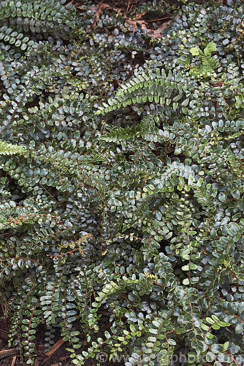 Round-leaf. Brake. Fern or Button. Fern (<i>Pellaea rotundifolia</i>), a low, spreading fern with a strong rhizome and scaly brown stems. Native to Australia and New Zealand, it grows well outside in a mild temperate climate but is often cultivated as a house plant as it survives well in cool dark places. pellaea-2732htm'>Pellaea. <a href='pteridaceae-plant-family-photoshtml'>Pteridaceae</a>.