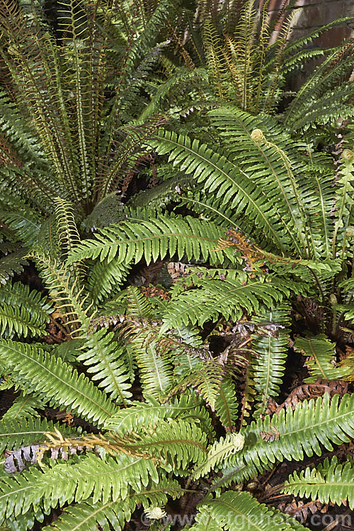 Crown. Fern or Piu. Piu (<i>Blechnum discolor</i>), a fern native to New Zealand and found throughout the country. It has distinctly different fertile (spore-bearing</i>) and sterile fronds and may develop a narrow trunk to around 30cm tall