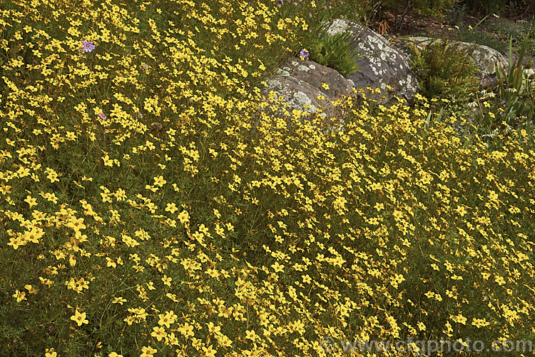 Coreopsis verticillata, a summer flowering, sticky-leafed perennial native to the southeast United States it grows to around 90cm tall and can form quite a large clump. coreopsis-2821htm'>Coreopsis.