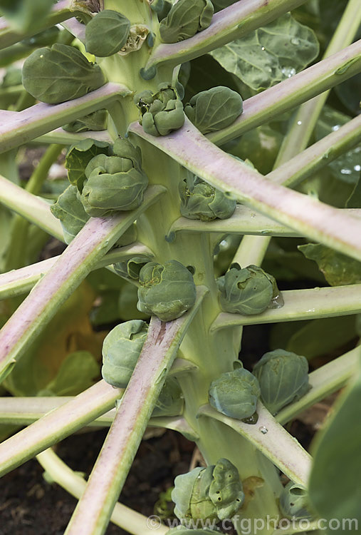 Brussels Sprouts (<i>Brassica oleracea - Gemmifera. Group</i>), a cabbage family vegetable grown for the edible buds that form in the leaf axils of its tall main stem. This form originated in Belgium around 1750, hence the common name