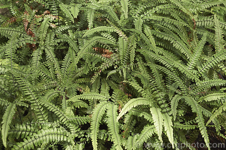 Rosy Maidenhair, Rough Maidenhair or Five-finger Jack (<i>Adiantum hispidulum</i>), a low-growing with fine, fan-shaped fronds on wiry black stems. The young growth is pinkish-bronze tinted. This fern occurs across much of the warm temperate to subtropical Southern Hemisphere excepting. South America. Order: Polypodiales, Family: Pteridaceae