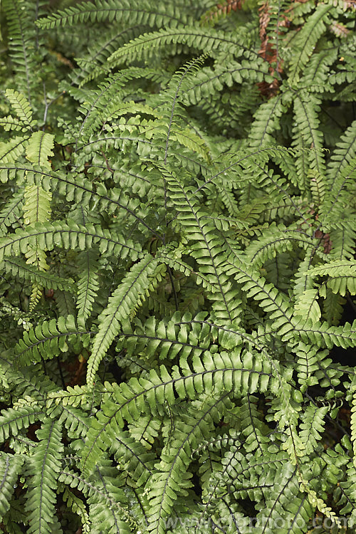 Rosy Maidenhair, Rough Maidenhair or Five-finger Jack (<i>Adiantum hispidulum</i>), a low-growing with fine, fan-shaped fronds on wiry black stems. The young growth is pinkish-bronze tinted. This fern occurs across much of the warm temperate to subtropical Southern Hemisphere excepting. South America. Order: Polypodiales, Family: Pteridaceae