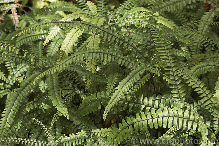 Rosy Maidenhair, Rough Maidenhair or Five-finger Jack (<i>Adiantum hispidulum</i>), a low-growing with fine, fan-shaped fronds on wiry black stems. The young growth is pinkish-bronze tinted. This fern occurs across much of the warm temperate to subtropical Southern Hemisphere excepting. South America. Order: Polypodiales, Family: Pteridaceae