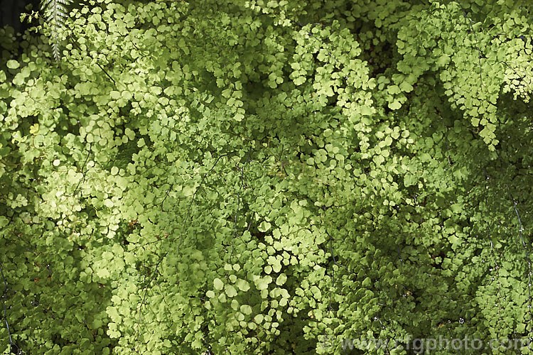 Common Maidenhair Fern (<i>Adiantum aethiopicum</i>), spreading, clump-forming fern found in South Africa, Australia and New Zealand. The fine, lacy, light green fronds are up to 80cm long. Order: Polypodiales, Family: Pteridaceae