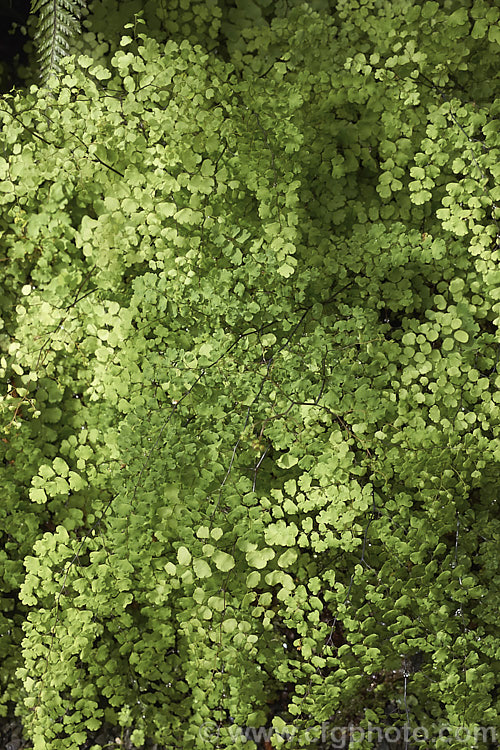 Common Maidenhair Fern (<i>Adiantum aethiopicum</i>), spreading, clump-forming fern found in South Africa, Australia and New Zealand. The fine, lacy, light green fronds are up to 80cm long. Order: Polypodiales, Family: Pteridaceae