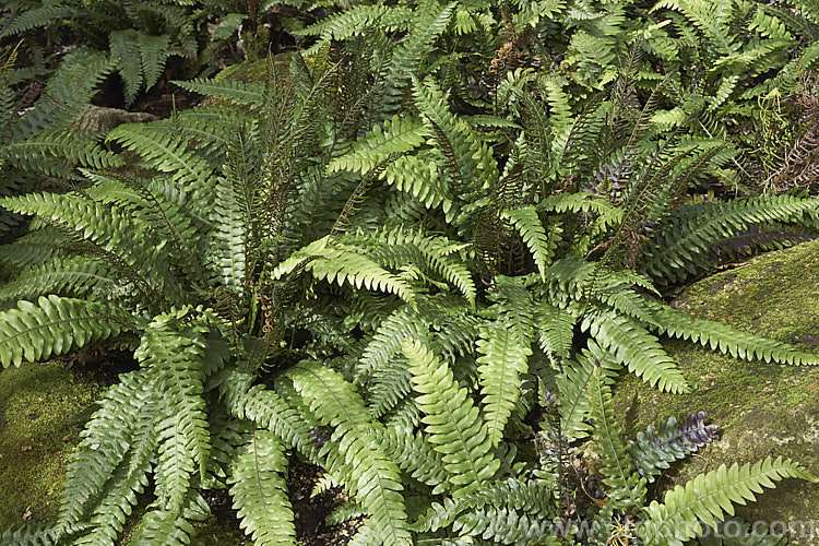 Blechnum chambersii (syn. Blechnum lanceolatum</i>), an evergreen terrestrial fern found in New Zealand and southeastern Australia, including the Chatham Islands and Tasmania. It also occurs on some southern PacificIslands. The rhizome is sturdy and may develop into a short trunk