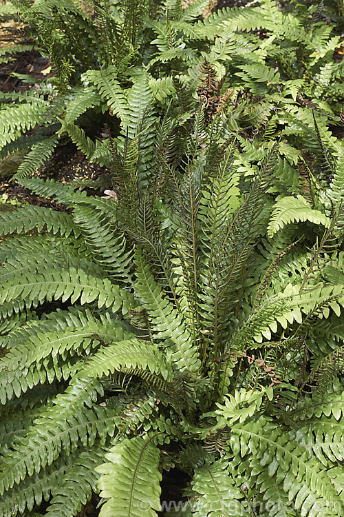 Blechnum chambersii (syn. Blechnum lanceolatum</i>), an evergreen terrestrial fern found in New Zealand and southeastern Australia, including the Chatham Islands and Tasmania. It also occurs on some southern PacificIslands. The rhizome is sturdy and may develop into a short trunk