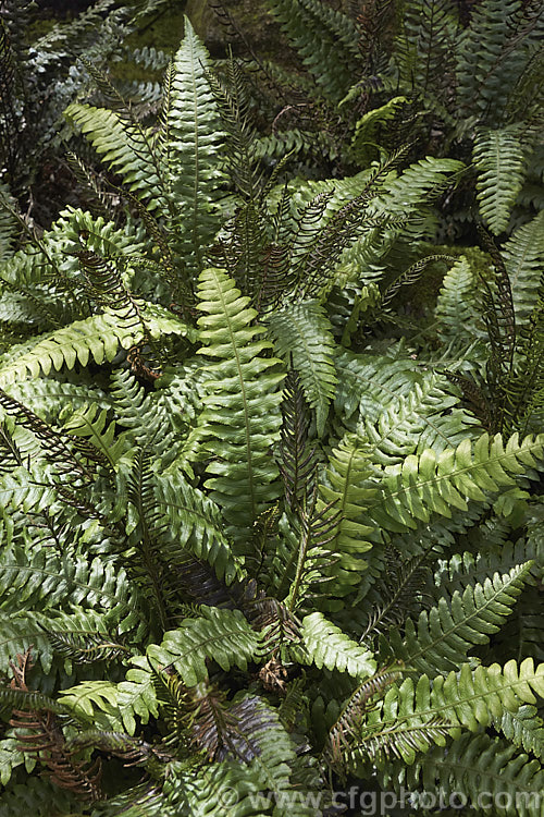 Blechnum chambersii (syn. Blechnum lanceolatum</i>), an evergreen terrestrial fern found in New Zealand and southeastern Australia, including the Chatham Islands and Tasmania. It also occurs on some southern PacificIslands. The rhizome is sturdy and may develop into a short trunk