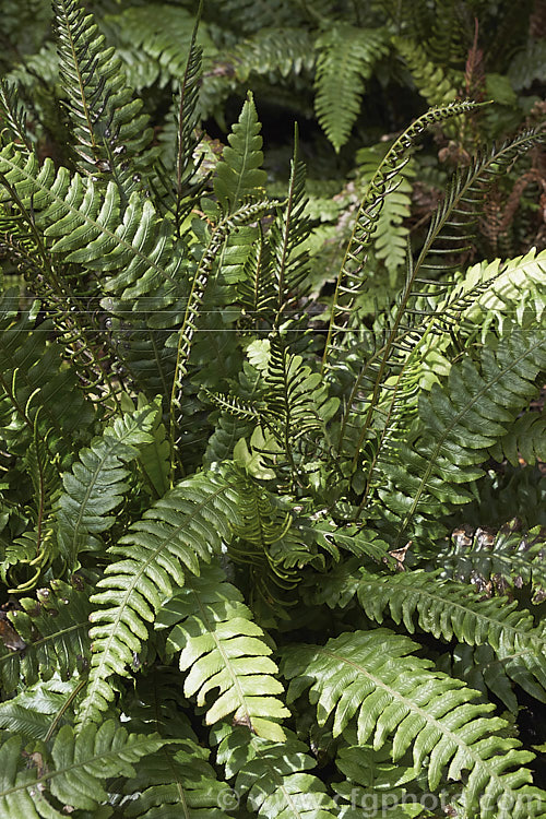 Blechnum chambersii (syn. Blechnum lanceolatum</i>), an evergreen terrestrial fern found in New Zealand and southeastern Australia, including the Chatham Islands and Tasmania. It also occurs on some southern PacificIslands. The rhizome is sturdy and may develop into a short trunk