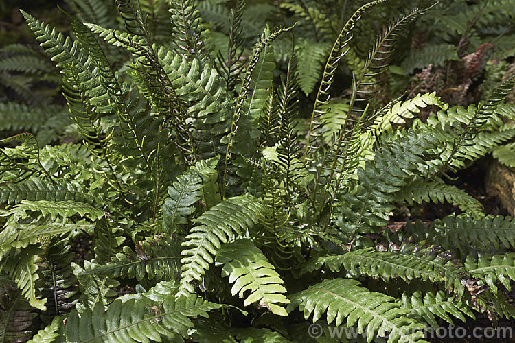 Blechnum chambersii (syn. Blechnum lanceolatum</i>), an evergreen terrestrial fern found in New Zealand and southeastern Australia, including the Chatham Islands and Tasmania. It also occurs on some southern PacificIslands. The rhizome is sturdy and may develop into a short trunk