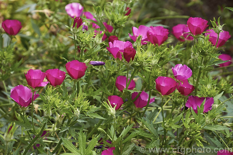 Purple Poppy. Mallow (<i>Callirhoe involucrata</i>), a low, spreading, summer-flowering perennial native to the western United States. The plant develops a long taproot and its flowers, usually white-centred, range for mid pink to deep magenta in colour. callirhoe-2623htm'>Callirhoe.