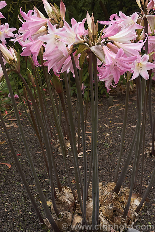 Belladonna Lily or Naked Ladies (<i>Amaryllis belladonna</i>), an autumn-flowering bulb native to South Africa. The flowers, which are on stems up to 1m tall, appear before the foliage develops. Order: Asparagales, Family: Amaryllidaceae