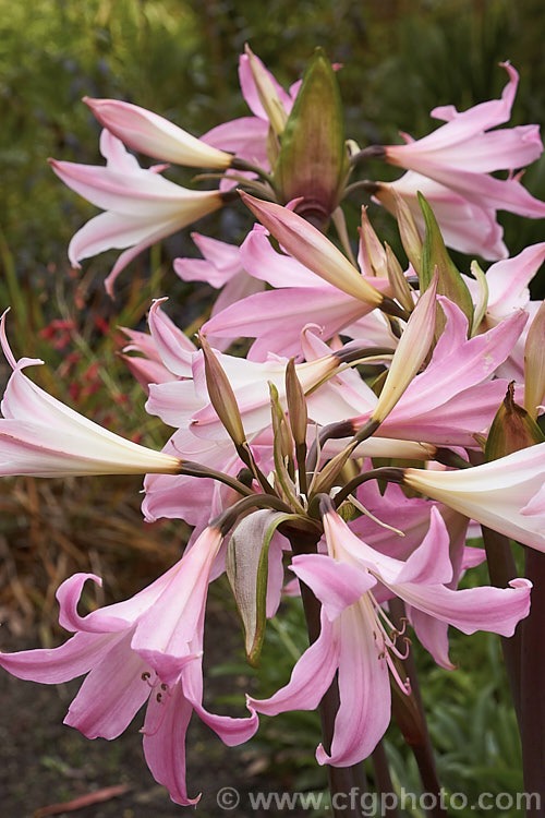 Belladonna Lily or Naked Ladies (<i>Amaryllis belladonna</i>), an autumn-flowering bulb native to South Africa. The flowers, which are on stems up to 1m tall, appear before the foliage develops. Order: Asparagales, Family: Amaryllidaceae