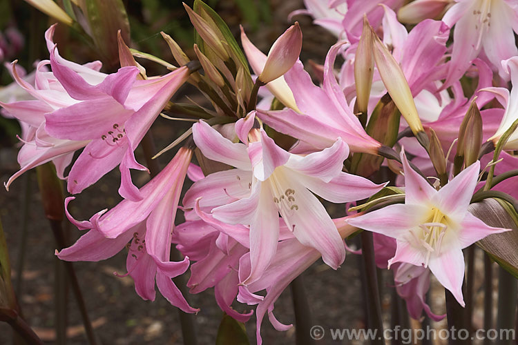 Belladonna Lily or Naked Ladies (<i>Amaryllis belladonna</i>), an autumn-flowering bulb native to South Africa. The flowers, which are on stems up to 1m tall, appear before the foliage develops. Order: Asparagales, Family: Amaryllidaceae