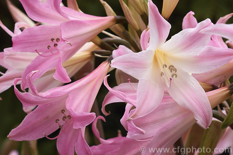 Belladonna Lily or Naked Ladies (<i>Amaryllis belladonna</i>), an autumn-flowering bulb native to South Africa. The flowers, which are on stems up to 1m tall, appear before the foliage develops. Order: Asparagales, Family: Amaryllidaceae