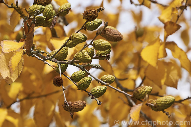 Autumn foliage and catkins of the Yellow Birch (<i>Betula alleghaniensis [syn. Betula lutea]), a 20-30m tall deciduous tree native to eastern North America. It is notable for its peeling yellow-brown bark and relatively large catkins. betula-2077htm'>Betula. <a href='betulaceae-plant-family-photoshtml'>Betulaceae</a>.