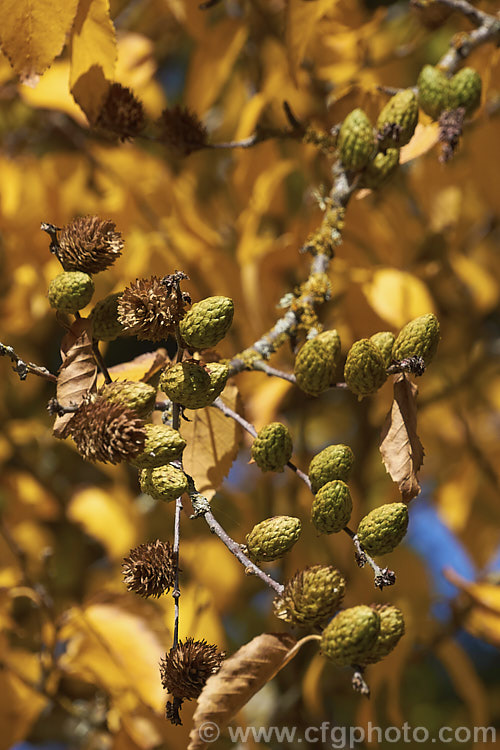 Autumn foliage and catkins of the Yellow Birch (<i>Betula alleghaniensis [syn. Betula lutea]), a 20-30m tall deciduous tree native to eastern North America. It is notable for its peeling yellow-brown bark and relatively large catkins. betula-2077htm'>Betula. <a href='betulaceae-plant-family-photoshtml'>Betulaceae</a>.