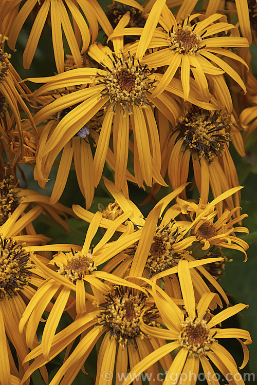 Ligularia dentata, a vigorous summer-flowering perennial native to China and Japan. The flower heads, large golden-yellow daisies, are borne on stems up to 1m high. ligularia-3092htm'>Ligularia.