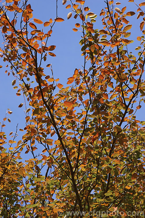 The autumn foliage of Amelanchier lamarckii, often misidentified in gardens as Amelanchier canadensis, this spring-flowering deciduous shrub or tree to 10m tall is a native of eastern Canada. Order: Rosales, Family: Rosaceae