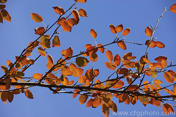 The autumn foliage of Amelanchier lamarckii, often misidentified in gardens as Amelanchier canadensis, this spring-flowering deciduous shrub or tree to 10m tall is a native of eastern Canada. Order: Rosales, Family: Rosaceae