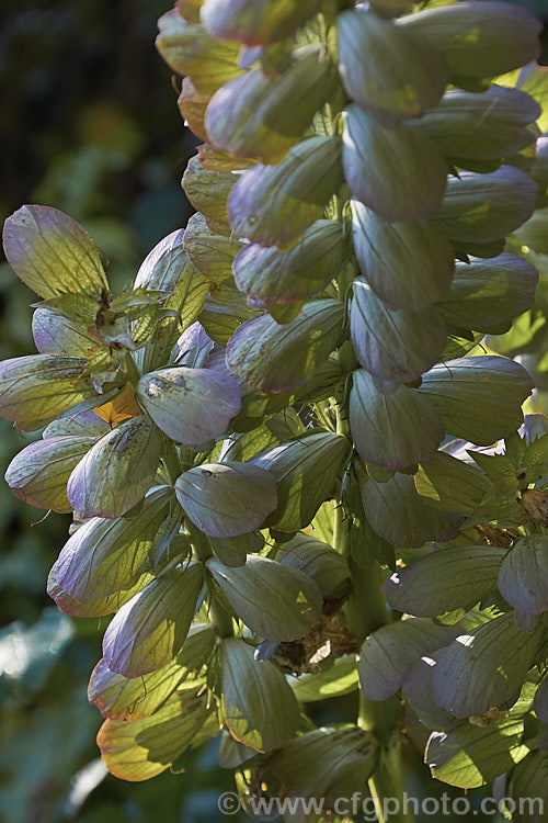 The mature seed head of Bear's Breeches (<i>Acanthus mollis</i>), a usually evergreen summer-flowering perennial native to southwest Europe and North Africa. It was often featured in ancient Greek and Roman designs. Order: Lamiales, Family: Acanthaceae