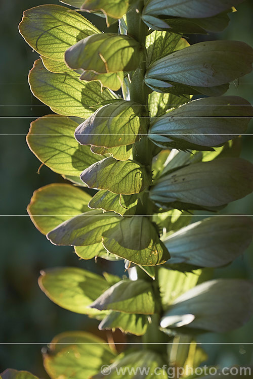 The mature seed head of Bear's Breeches (<i>Acanthus mollis</i>), a usually evergreen summer-flowering perennial native to southwest Europe and North Africa. It was often featured in ancient Greek and Roman designs. Order: Lamiales, Family: Acanthaceae