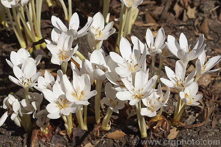 White Autumn Crocus (<i>Colchicum autumnale</i> 'Album'), a compact, white-flowered cultivar of a late summer- to autumn-flowering corm native to central and western Europe. The species has flower stems around 20-30cm tall but those of 'Album' are less than 15cm tall, often less than 10cm. Order: Liliales, Family: Colchicaceae