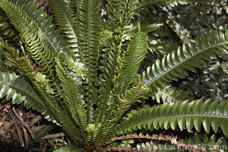 Blechnum durum, a small, leathery-leafed fern found in the coastal forests of higher rainfall areas of southwestern New Zealand, including Stewart Island