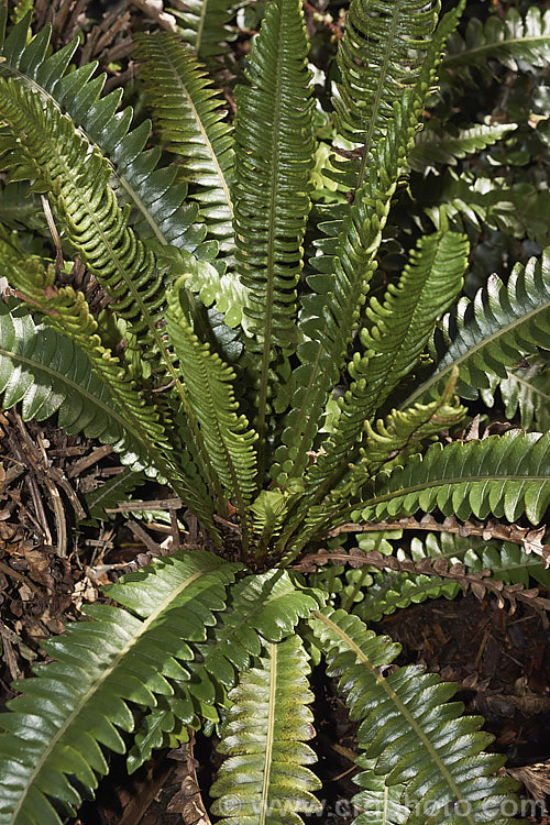 Blechnum durum, a small, leathery-leafed fern found in the coastal forests of higher rainfall areas of southwestern New Zealand, including Stewart Island