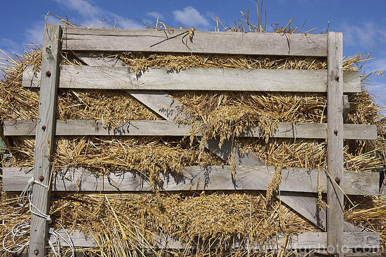 Oats (<i>Avena sativa</i>), one of the major cereal crops, piled on a wagon prior to being threshed. Normally oats are harvested and processed in the field by a combine harvester but this crop was being used to demonstrate an old threshing machine. avena-2197htm'>Avena. .