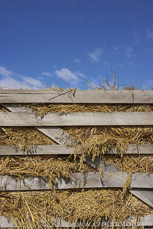 Oats (<i>Avena sativa</i>), one of the major cereal crops, piled on a wagon prior to being threshed. Normally oats are harvested and processed in the field by a combine harvester but this crop was being used to demonstrate an old threshing machine. avena-2197htm'>Avena. .