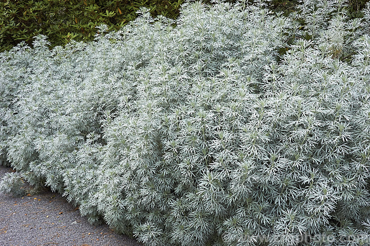 Beach Wormwood (<i>Artemisia stelleriana</i>), a downy, silver-white foliaged, 60-100cm tall evergreen perennial or subshrub native to northeastern Asia and the eastern United States. The flowers are not conspicuous. artemisia-2364htm'>Artemisia.