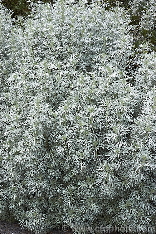 Beach Wormwood (<i>Artemisia stelleriana</i>), a downy, silver-white foliaged, 60-100cm tall evergreen perennial or subshrub native to northeastern Asia and the eastern United States. The flowers are not conspicuous. artemisia-2364htm'>Artemisia.