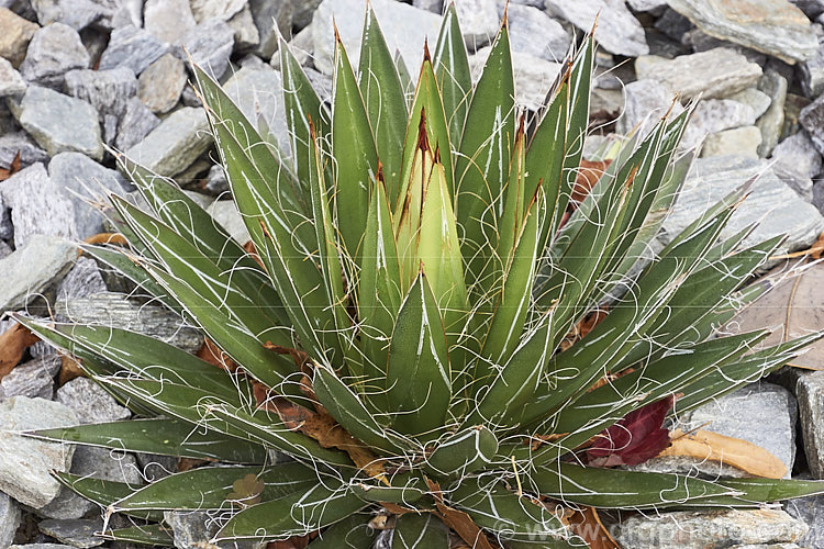 Thread-leaf. Agave (<i>Agave filifera</i>), a succulent, compact for an agave, that is native to Mexico. It is similar in appearance and closely related to <i>Agave schidigera</i>. Its rosettes have fine filamentous threads along the leaf edges and are up to 60cm diameter and 45cm high. The flower spike is up to 1.8m tall and bears pale green flowers. Order: Asparagales, Family: Asparagaceae