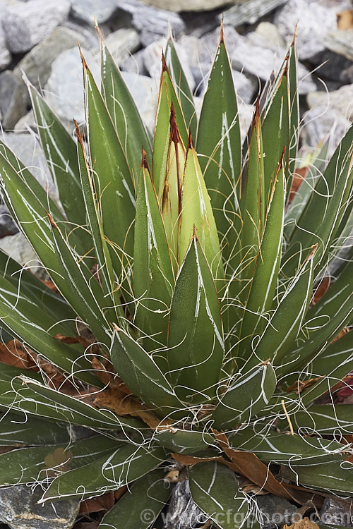 Thread-leaf. Agave (<i>Agave filifera</i>), a succulent, compact for an agave, that is native to Mexico. It is similar in appearance and closely related to <i>Agave schidigera</i>. Its rosettes have fine filamentous threads along the leaf edges and are up to 60cm diameter and 45cm high. The flower spike is up to 1.8m tall and bears pale green flowers. Order: Asparagales, Family: Asparagaceae