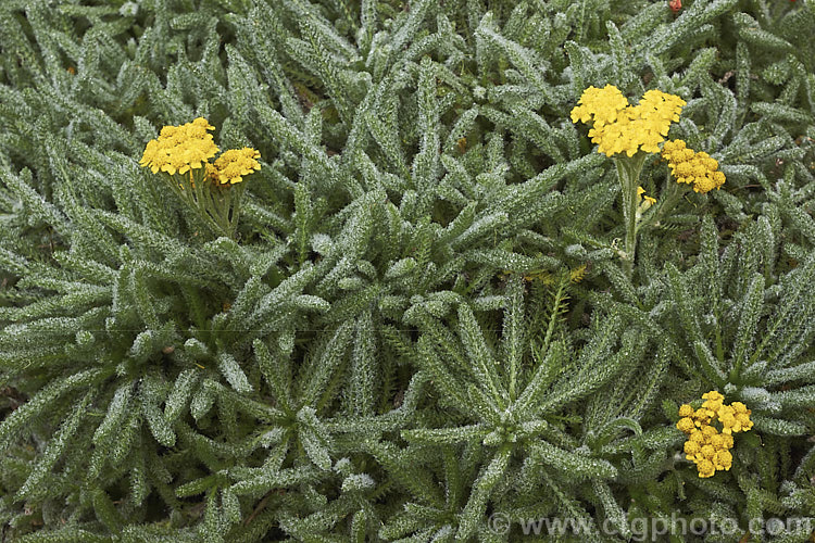 <i>Achillea tomentosa</i>, a silvery foliaged, late spring-flowering perennial found from southwestern Europe to central Italy. The flower stems are up to 40cm tall but the plant is low and spreading, and is mainly grown for its foliage and form, not for the flowers. Order: Asterales, Family: Asteraceae