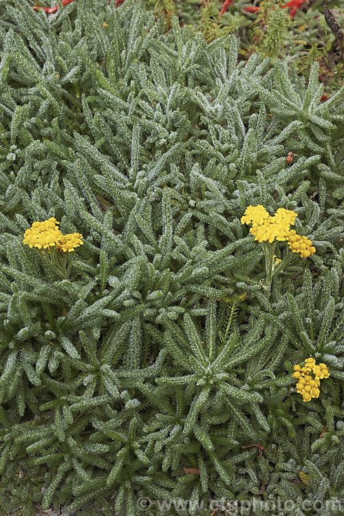 <i>Achillea tomentosa</i>, a silvery foliaged, late spring-flowering perennial found from southwestern Europe to central Italy. The flower stems are up to 40cm tall but the plant is low and spreading, and is mainly grown for its foliage and form, not for the flowers. Order: Asterales, Family: Asteraceae