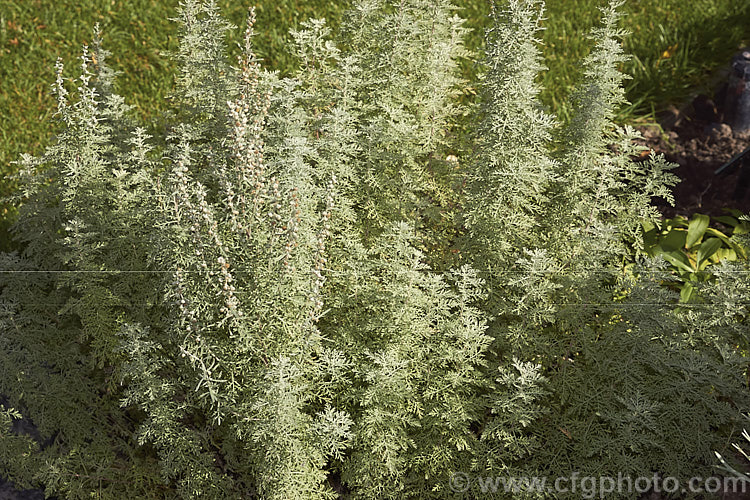 Roman Wormwood (<i>Artemisia pontica</i>), an aromatic, summer-flowering, spreading, 80cm high perennial native to central and eastern Europe. The small grey-green flowers can be difficult to distinguish form the foliage. artemisia-2364htm'>Artemisia.