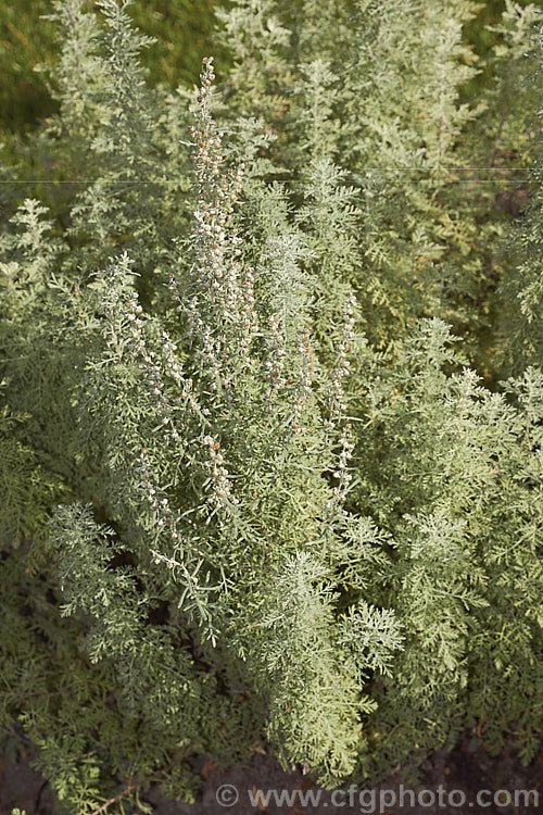 Roman Wormwood (<i>Artemisia pontica</i>), an aromatic, summer-flowering, spreading, 80cm high perennial native to central and eastern Europe. The small grey-green flowers can be difficult to distinguish form the foliage. artemisia-2364htm'>Artemisia.