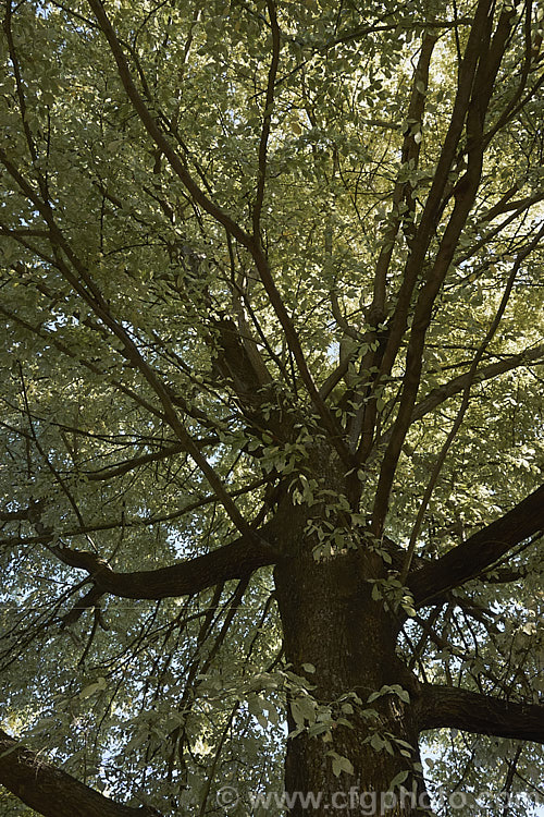 Variegated European Field or Smooth-leaved Elm (<i>Ulmus carpinifolia 'Variegata') viewed from below in autumn. The leaves are mottled with green rather being in a sectored or edged pattern. Order: Rosales, Family: Ulmaceae