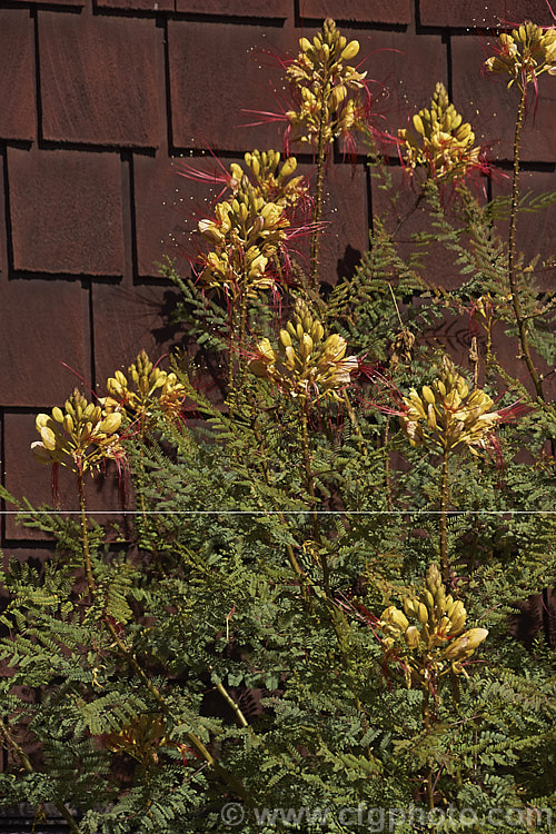 Yellow Bird of Paradise or Poinciana (<i>Caesalpinia gilliesii</i>), a long-flowering semi-evergreen to deciduous shrub or small tree native to Argentina and Uruguay. It is probably the hardiest species in its genus.