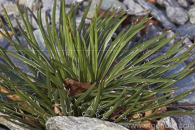 A young Twin-flowered Agave (<i>Agave geminiflora</i>), an evergreen, drought-tolerant plant native to Mexico. Its leaves are fine, unarmed and when young carry fine filaments along the edge. They forms dense rosettes from which eventually emerge unbranched flower stems up to 3m tall. The greenish yellow flowers open from purple-red buds and are paired, hence the name. Twin-flowered Agave. Order: Asparagales, Family: Asparagaceae