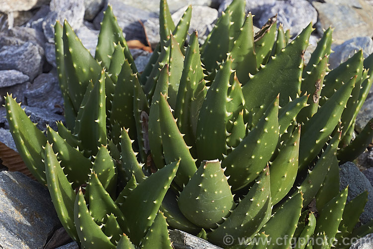 A young plant of Gold-tooth. Aloe (<i>Aloe perfoliata</i>), a form of the species formerly known as Aloe mitriformis, which has now been incorporated with several other similar species into Aloe perfoliata. It is a low, evergreen, rosette-forming succulent native to the Cape region of South Africa. It is a spreading plant that can eventually grow to around 2m across. The flowers are orange-red and borne on stems up to 40cm tall. The leaves are edged and studded with yellow teeth. Order: Asparagales, Family: Asphodelaceae